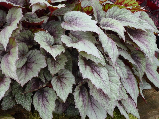 B. ‘Morning Dew’